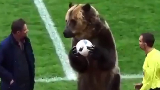 Animalistas condenaron "inhumano" trato a oso que realizó saque inicial en Rusia