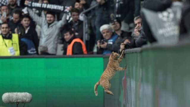 UEFA sancionó a Besiktas por el gato que ingresó en duelo con Bayern Munich de la Champions