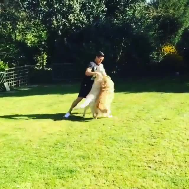 Alexis Sánchez mostró el amor por sus perros en Instagram