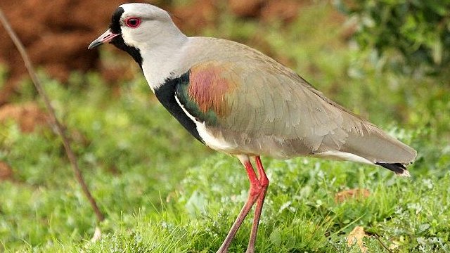 Lo Peor de lo Nuestro: ¿Era un “tue-tue” o un queltehue?