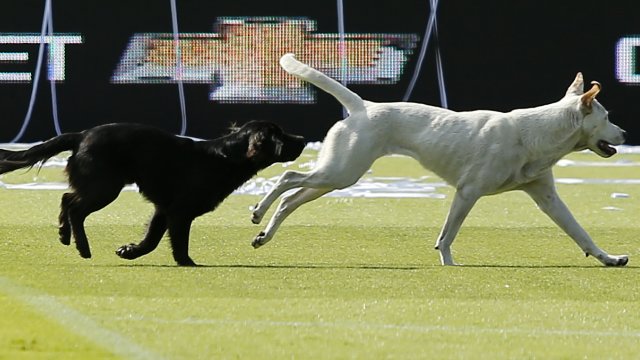 El perro “Sultán” presentó al ganador de Lo Peor de lo Nuestro 2017