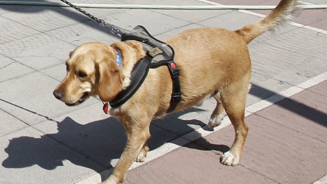 El regreso de Sultán: Colo Colo sigue sin ganar, al contrario de la U, la UC y “Una Mujer Fantástica”