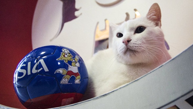 Gato sordo “Aquiles” buscará suceder al pulpo Paul en Rusia 2018