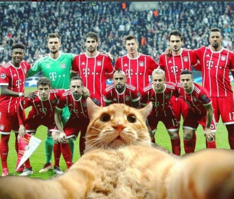 Bayern sigue alucinando con el gato que interrumpió duelo con Besiktas