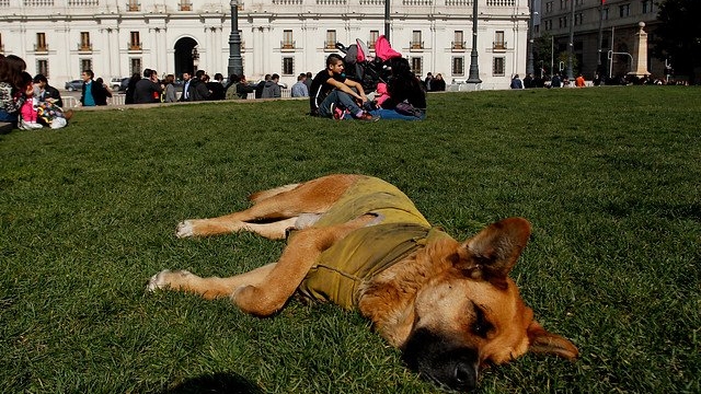 El perro Sultán cree que la UC mantendrá su racha ganadora en el Campeonato