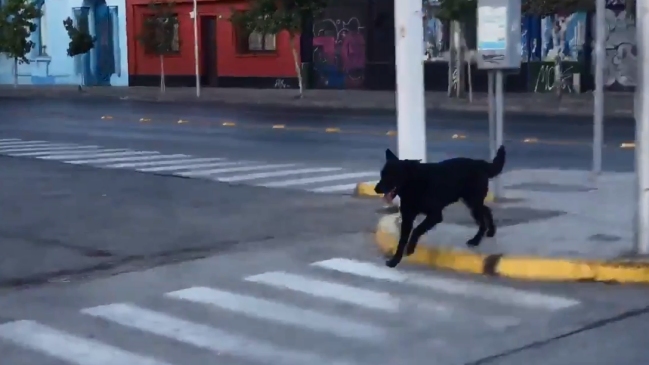 El peludo acompañante que escoltó al grupo de avanzada en el Maratón de Santiago