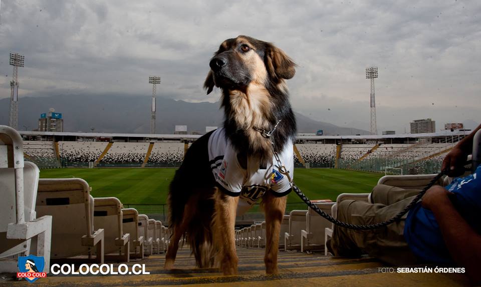 Colo Colo sumó un nuevo miembro a su institución: Capitán