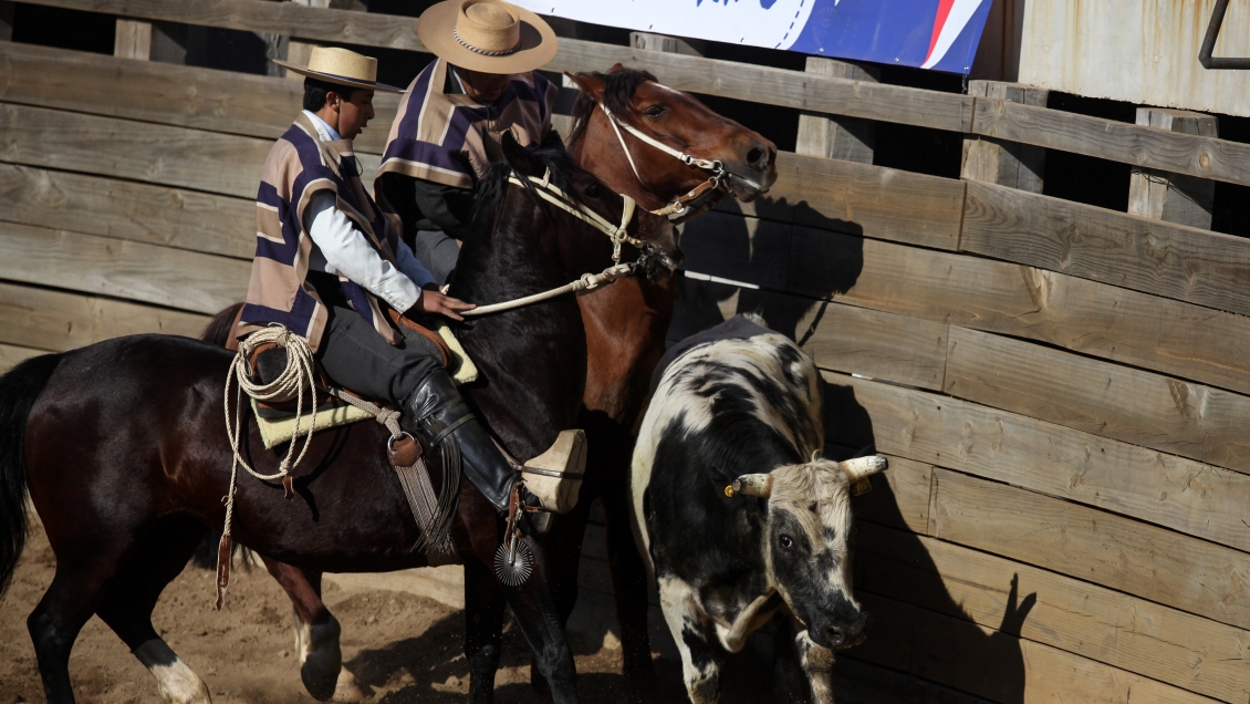 Dictamen de Contraloría anuló ordenanza municipal de Recoleta que prohibía el rodeo