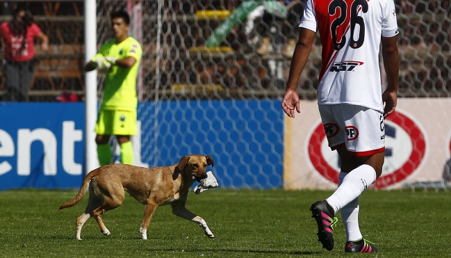 El perro “Sultán” vaticinó una dura caída de la U ante Palestino
