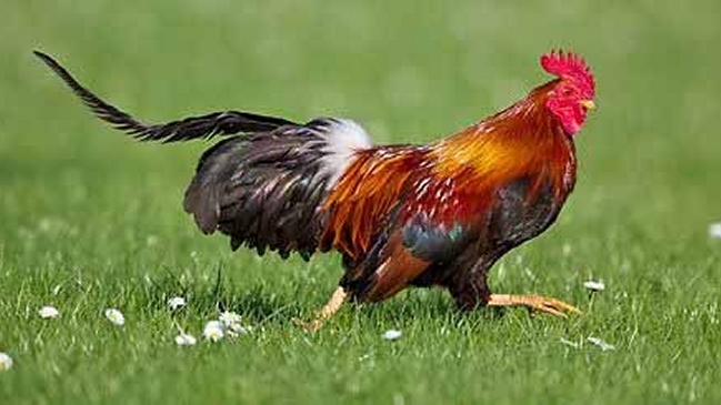 Lo Peor de lo Nuestro: Los “gallitos” se tomaron la transmisión de Al Aire Libre