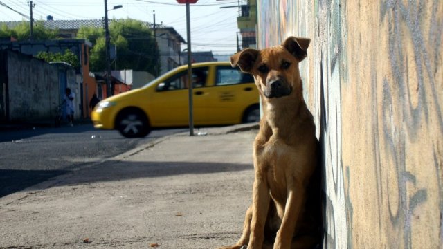 La desopilante entrevista del Perro Sultán a Juan Cristóbal Guarello