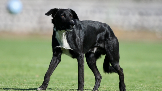 El perro Sultán no arriesgó y entregó un mesurado pronóstico para el fin de semana en Rusia 2018