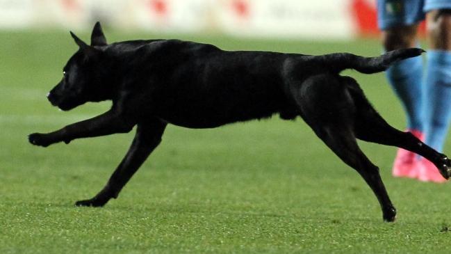 El perro Sultán vaticinó un estreno triunfal de Colombia y un tropiezo de Rusia ante Egipto