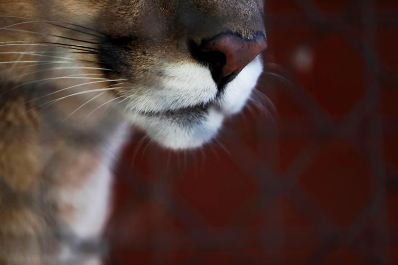 Pumas “Messi”, “Neymar” y “Luis Suárez” crecen en el zoológico de Saransk