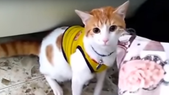 El increíble gato que grita los goles de Colombia en Rusia 2018