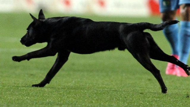 El perro Sultán se la jugó con un pronóstico de miedo para la semifinal entre Inglaterra y Croacia