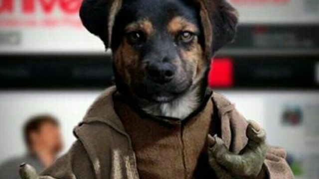 Sultán usó sus poderes para predecir la gran final entre Francia y Croacia en Rusia 2018