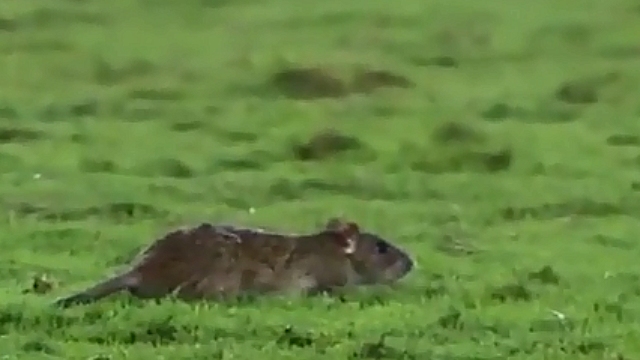 Un ratón se metió a la cancha durante el partido de Vasco y Bahía en Brasil