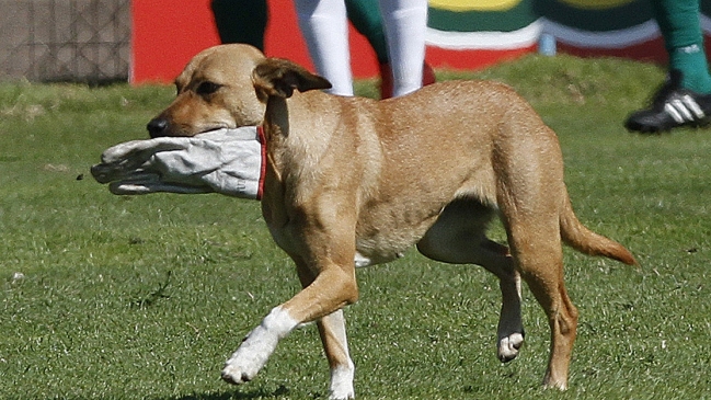 El perro “Sultán” le dio otra mala noticia a Universidad de Chile