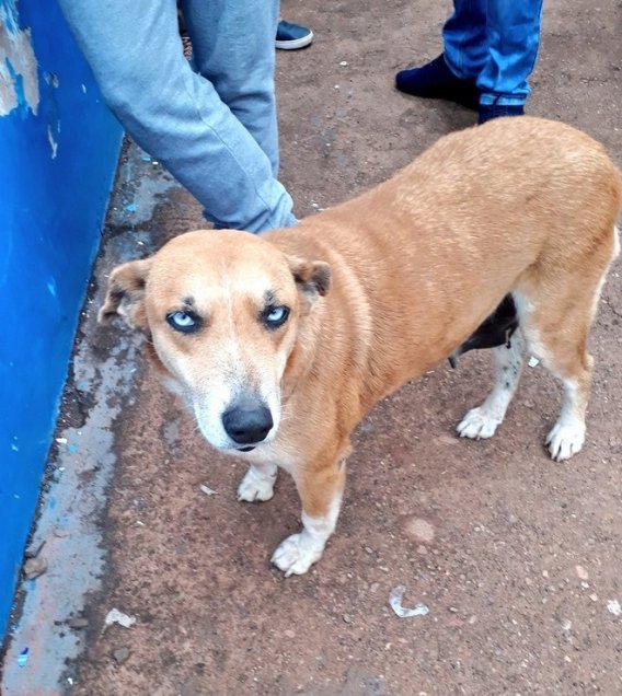 “Tesapara” es la fiel compañera del club 2 de Mayo en Paraguay