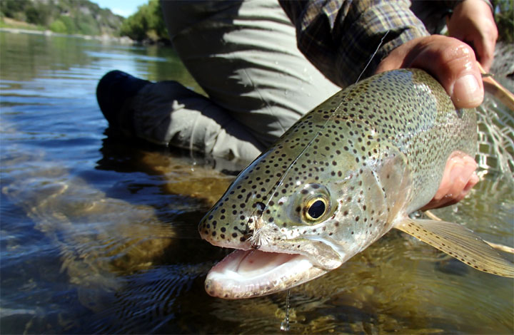 Cochamó: Parte temporada de pesca deportiva en Río Puelo