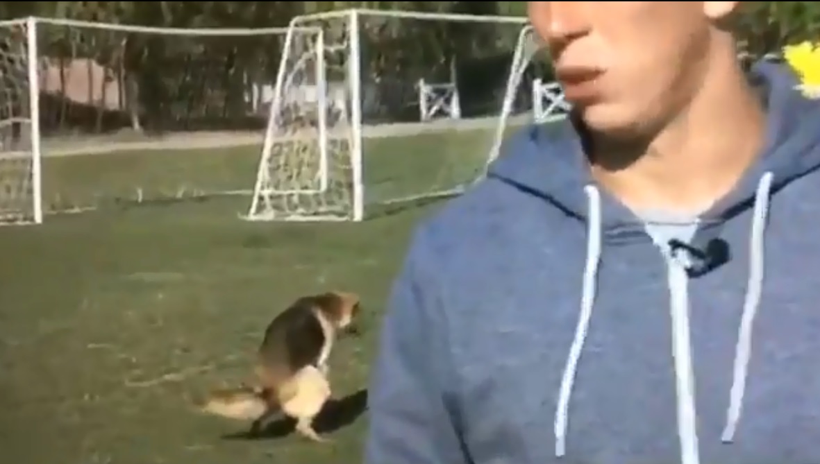 San Luis lo tomó con humor: Un perro no se aguantó y arruinó entrevista a Ignacio Gonzalez