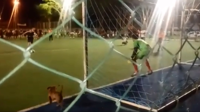 Un perro salchicha se vistió de arquero y tapó un penal