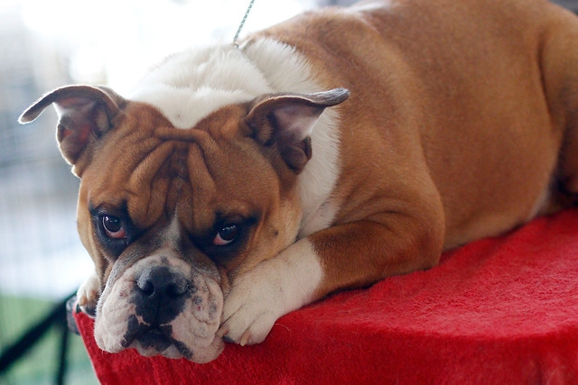 Las predicciones del perro “Sultán”: No habrá campeón esta semana y tiene candidato para el River-Boca