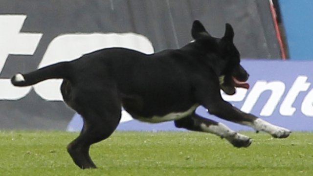 El perro Sultán se la jugó con la definición del título y el ascenso de un histórico