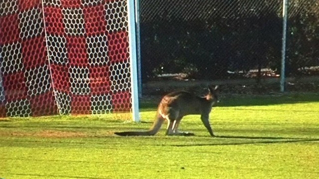 ¡Increíble! Canguro invadió la cancha en un partido de la Segunda división australiana