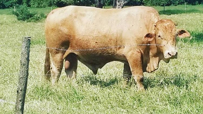 Faustino Asprilla sufrió el robo de su toro “Lagrimón” en Colombia