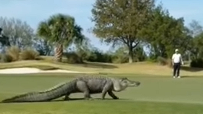 Gigantesco cocodrilo se paseó por una cancha de golf en Georgia