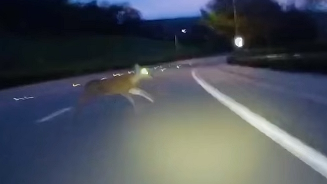 Intrépido ciclista se salvó por centímetros de golpear a un ciervo a alta velocidad