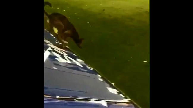 Hincha de Boca Juniors que lanzó un perro desde la tribuna causó indignación y arriesga castigo
