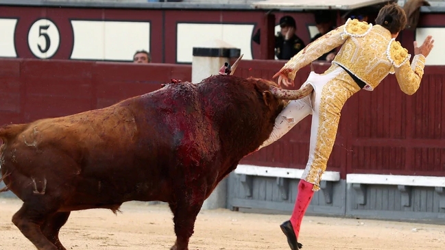 Torero francés recibió dolorosa cornada en el trasero que le causó una profunda herida
