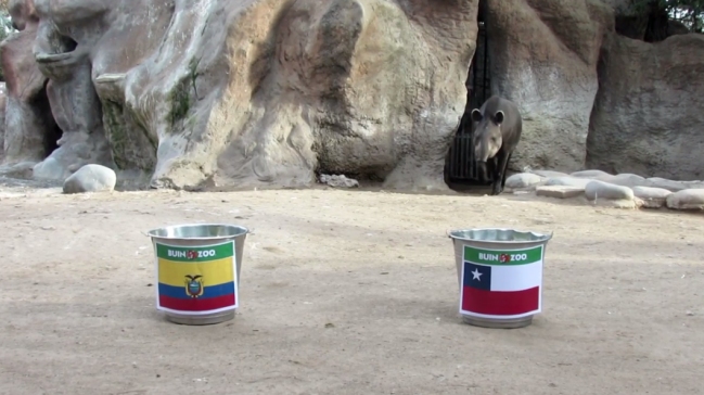 ¡Ojo acá! El tapir Manolo hizo su predicción para el duelo entre Chile y Ecuador
