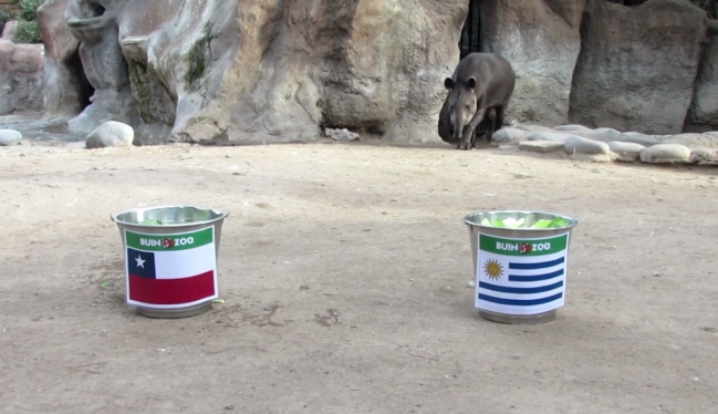 El tapir “Manolo” ya dio su veredicto: Así le irá a Chile ante Uruguay