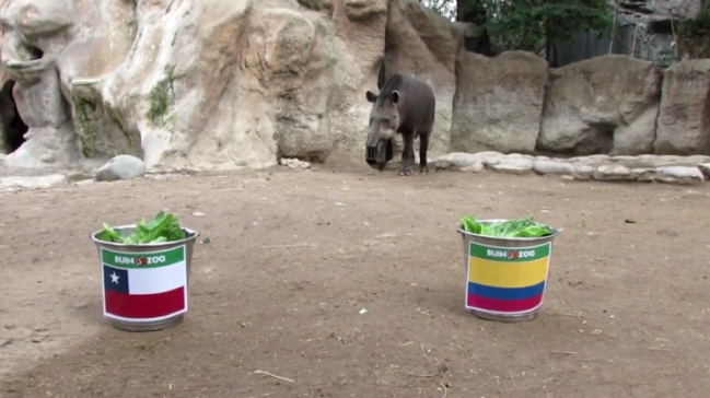 El tapir “Manolo” ya dio su veredicto: Así le irá a Chile ante Colombia