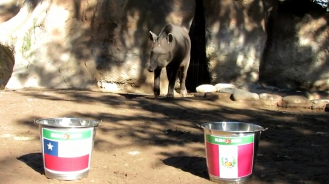 ¡Atención! El tapir “Manolo” ya entregó su veredicto para el duelo Chile-Perú