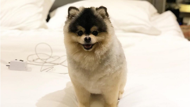 Delantero de Liverpool Daniel Sturridge recuperó su perro