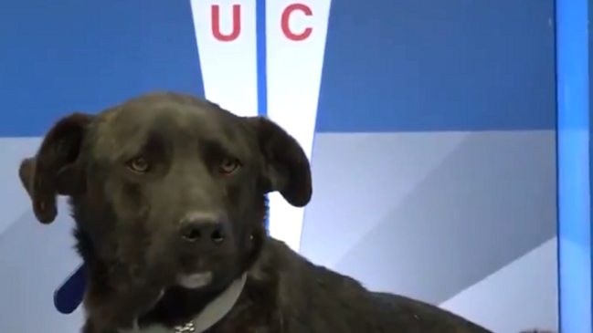 Plantel de la UC saldrá acompañado de perros a la cancha en el duelo ante O’Higgins