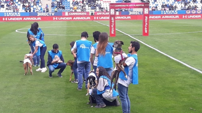 “Cruzadog”: La “perruna” iniciativa de la UC que se robó las miradas en San Carlos de Apoquindo