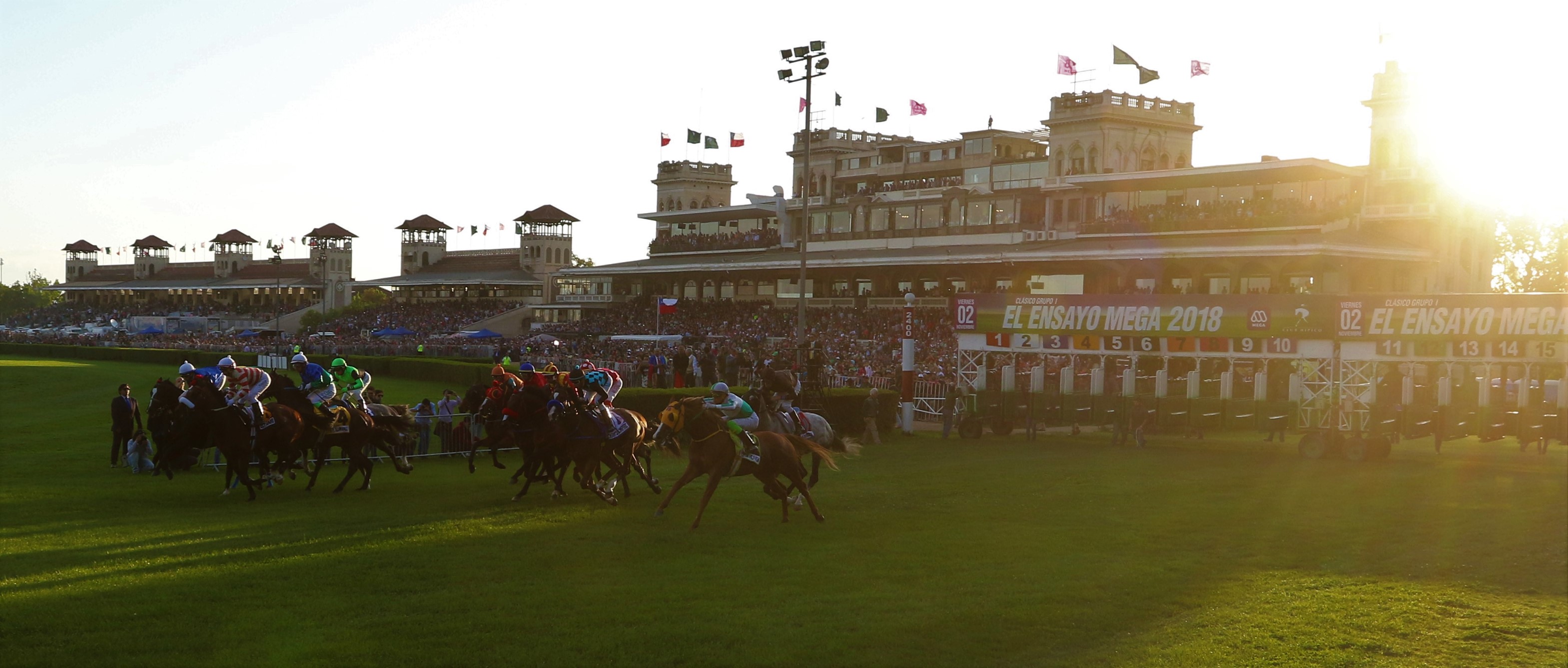 Los 12 ejemplares inscritos para el Ensayo 2019