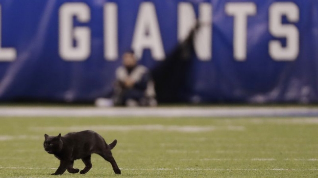 Un gato negro se paseó en un partido de NFL y nadie pudo pillarlo