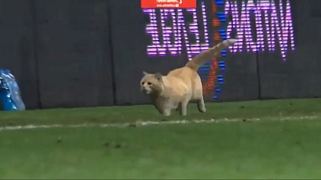 Entusiasta gato invadió la cancha en el partido de México contra Bermudas
