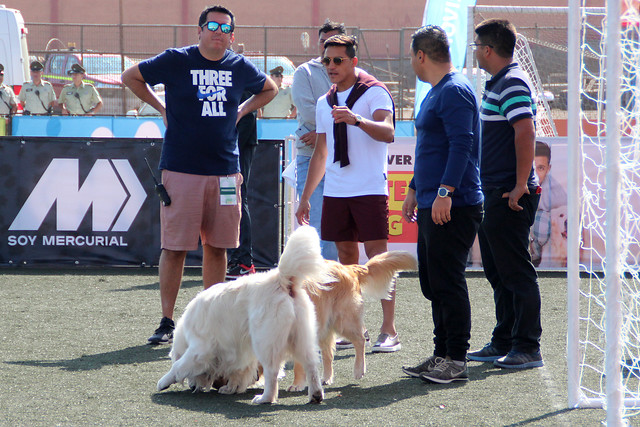 Creció la familia perruna de Alexis: Atom y Humber tendrán “hermanitos”