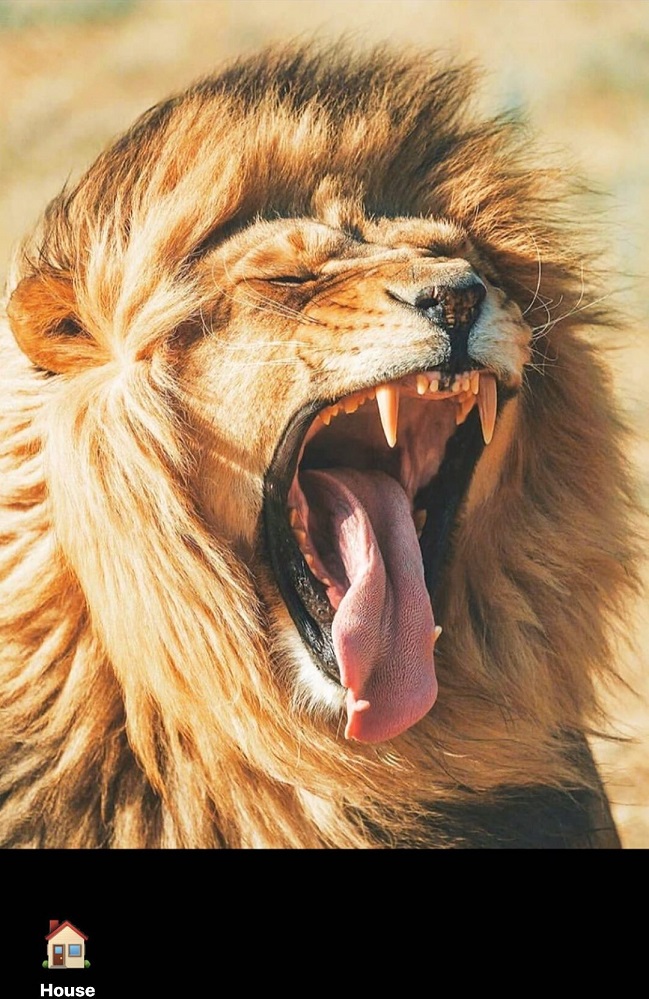 Un león y una casa: El mensaje de Alexis durante cuarentena