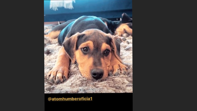 Chappi y Laika: Los nombres de los nuevos perros en la vida de Alexis Sánchez