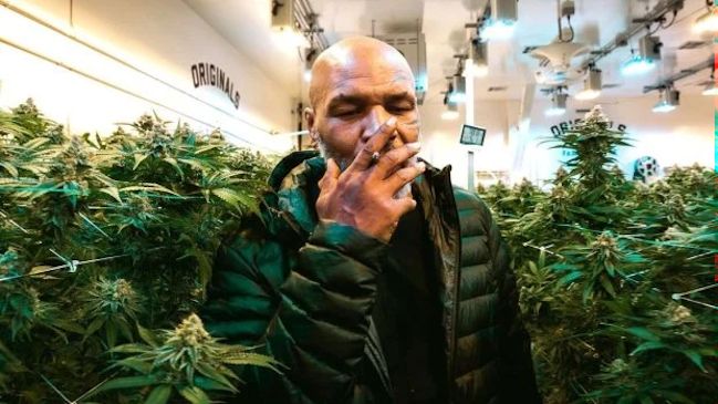 Compañía de cannabis de Mike Tyson está cerca de patrocinar a un club de la Premier League