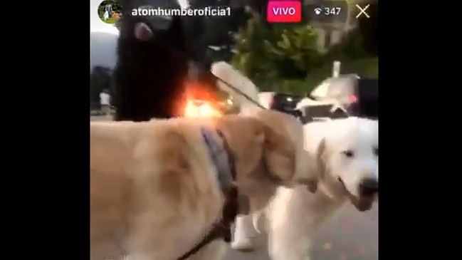 Alexis sacó a pasear a sus perros Atom y Humber con las correspondientes medidas sanitarias